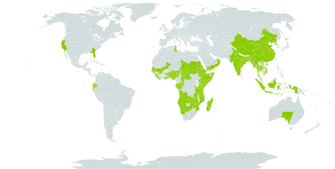 Chlorophytum world distribution map, present in Angola, Andorra, Australia, Benin, Burkina Faso, Bangladesh, Botswana, Central African Republic, China, Congo, Cabo Verde, Ecuador, Eritrea, Ethiopia, Gabon, Ghana, Guinea, Gambia, Guinea-Bissau, Greece, Indonesia, India, Kenya, Liberia, Lesotho, Madagascar, Mali, Myanmar, Mozambique, Mauritius, Namibia, Norfolk Island, Nigeria, Nepal, Nauru, Oman, Korea (Democratic People's Republic of), Réunion, Rwanda, Sudan, Senegal, Sierra Leone, Somalia, eSwatini, Seychelles, Chad, Togo, Thailand, Tunisia, Tanzania, United Republic of, Uganda, United States of America, Viet Nam, Yemen, Zambia, and Zimbabwe