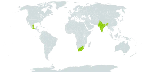 Choisya ternata world distribution map, present in India, Mexico, Portugal, and South Africa