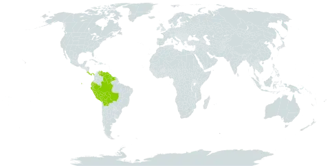 Chomelia tenuiflora world distribution map, present in Bolivia (Plurinational State of), Brazil, Costa Rica, Ecuador, Guyana, Panama, Peru, Suriname, and Venezuela (Bolivarian Republic of)