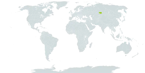 Chonecolea verae world distribution map, present in Russian Federation