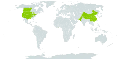 Chorispora tenella world distribution map, present in American Samoa, Canada, China, Ghana, India, Pakistan, and United States of America