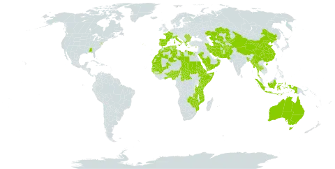 Chrozophora world distribution map, present in Afghanistan, Åland Islands, Albania, Andorra, Australia, Benin, Bangladesh, Bulgaria, Central African Republic, China, Comoros, Cyprus, Djibouti, Algeria, Egypt, Eritrea, Spain, Ethiopia, France, Ghana, Guinea, Gambia, Guinea-Bissau, Greece, Indonesia, Iran (Islamic Republic of), Italy, Kazakhstan, Kenya, Kyrgyzstan, Libya, Morocco, Mali, Myanmar, Mozambique, Mauritania, Nigeria, Oman, Pakistan, Palau, Portugal, Romania, Saudi Arabia, Sudan, Senegal, Singapore, Somalia, Turks and Caicos Islands, Chad, Togo, Thailand, Turkmenistan, Tunisia, Tanzania, United Republic of, United States of America, Uzbekistan, Yemen, Zambia, and Zimbabwe