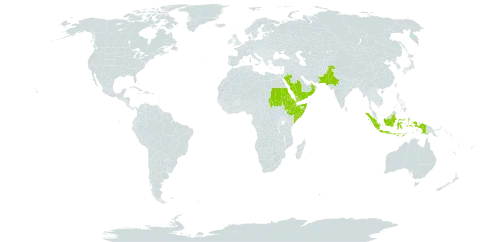 Chrozophora oblongifolia world distribution map, present in Comoros, Djibouti, Eritrea, Ethiopia, Indonesia, India, Oman, Pakistan, Palau, Saudi Arabia, Sudan, Singapore, Somalia, and Yemen