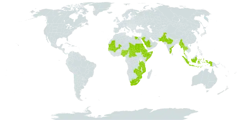 Chrozophora plicata world distribution map, present in Central African Republic, Djibouti, Egypt, Eritrea, Ethiopia, Indonesia, India, Kenya, Mali, Myanmar, Mozambique, Mauritania, Nigeria, Pakistan, Palau, Saudi Arabia, Sudan, Senegal, Singapore, Somalia, Chad, Thailand, Tanzania, United Republic of, South Africa, Zambia, and Zimbabwe