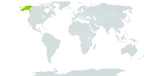 Chrysanthemum arcticum subsp. arcticum world distribution map, present in United States of America