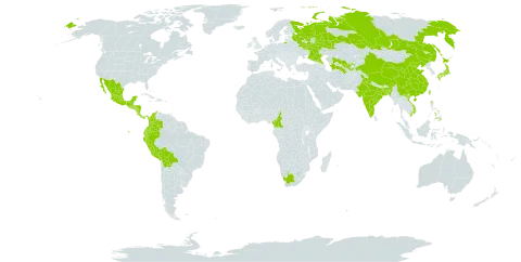 Chrysanthemum morifolium world distribution map, present in Bangladesh, Bolivia (Plurinational State of), China, Cameroon, Colombia, Costa Rica, Ecuador, Fiji, Guatemala, Guam, Honduras, India, Japan, Mexico, Northern Mariana Islands, Nicaragua, Niue, Panama, Peru, Philippines, Russian Federation, El Salvador, Tajikistan, Turkmenistan, Taiwan, Province of China, Uzbekistan, Viet Nam, and South Africa