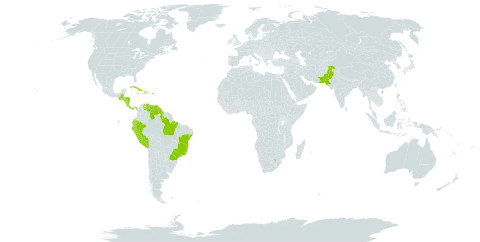 Chrysophyllum cainito world distribution map, present in Belize, Brazil, Costa Rica, Cuba, Cayman Islands, Dominica, Ecuador, Guatemala, Guyana, Honduras, Haiti, Jamaica, Nicaragua, Pakistan, Panama, Peru, Puerto Rico, Tonga, United States of America, and Venezuela (Bolivarian Republic of)