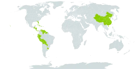 Chrysophyllum world distribution map, present in Bahamas, Belize, Bolivia (Plurinational State of), China, Costa Rica, Cuba, Cayman Islands, Dominica, Ecuador, Guatemala, Guyana, Honduras, Haiti, Jamaica, Nicaragua, Panama, Peru, Puerto Rico, Paraguay, Suriname, Tonga, Uruguay, United States of America, and Venezuela (Bolivarian Republic of)