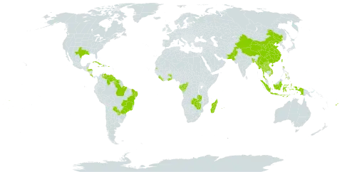 Chrysopogon zizanioides world distribution map, present in Andorra, Bangladesh, Belize, Brazil, China, Congo, Cook Islands, Comoros, Costa Rica, Cuba, Dominica, Fiji, Gabon, Ghana, Guyana, Honduras, Haiti, Indonesia, Jamaica, Lao People's Democratic Republic, Liberia, Madagascar, Myanmar, Mauritius, Nepal, Pakistan, Philippines, Puerto Rico, Paraguay, Réunion, Sierra Leone, Suriname, Seychelles, Togo, Thailand, Tonga, Taiwan, Province of China, United States of America, Venezuela (Bolivarian Republic of), Viet Nam, Wallis and Futuna, Samoa, Zambia, and Zimbabwe