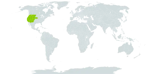 Chrysothamnus viscidiflorus world distribution map, present in United States of America