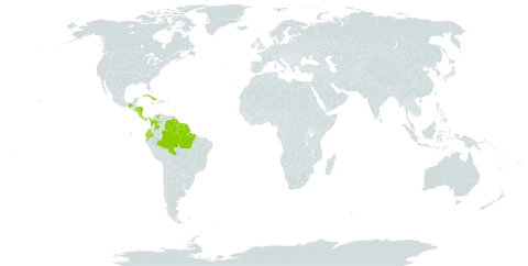 Chrysothemis pulchella world distribution map, present in Brazil, Colombia, Costa Rica, Cuba, Ecuador, Micronesia (Federated States of), Guadeloupe, Grenada, French Guiana, Guyana, Honduras, Jamaica, Mexico, Martinique, Nicaragua, Panama, El Salvador, Suriname, Trinidad and Tobago, and Venezuela (Bolivarian Republic of)