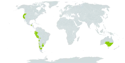 Cicendia quadrangularis world distribution map, present in Argentina, Australia, Bolivia (Plurinational State of), Chile, Ecuador, Guatemala, Peru, Uruguay, and United States of America