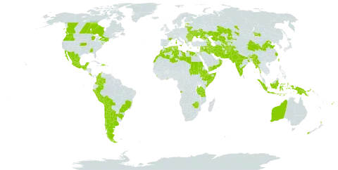 Cicer arietinum world distribution map, present in Afghanistan, Angola, Albania, Argentina, Armenia, American Samoa, Australia, Azerbaijan, Bonaire, Sint Eustatius and Saba, Bulgaria, Belarus, Bolivia (Plurinational State of), Brazil, Bhutan, Canada, Chile, China, Colombia, Costa Rica, Cyprus, Dominican Republic, Algeria, Egypt, Spain, Estonia, Ethiopia, Fiji, France, Georgia, Ghana, Greece, Guatemala, Haiti, Indonesia, India, Iran (Islamic Republic of), Iraq, Israel, Italy, Jordan, Kazakhstan, Kenya, Kyrgyzstan, Lebanon, Libya, Sri Lanka, Lithuania, Morocco, Moldova (Republic of), Mexico, Myanmar, Mongolia, Mauritius, Nepal, Nauru, New Zealand, Oman, Pakistan, Peru, Papua New Guinea, Portugal, Romania, Russian Federation, Sudan, Somalia, Syrian Arab Republic, Turkmenistan, Tunisia, Taiwan, Province of China, Tanzania, United Republic of, Uganda, Ukraine, United States of America, Uzbekistan, Yemen, and Zimbabwe