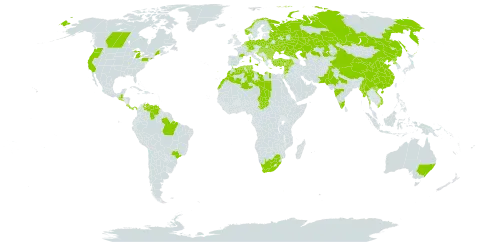 Cichorium endivia world distribution map, present in Albania, Australia, Belgium, Bulgaria, Bosnia and Herzegovina, Belarus, Brazil, Canada, Switzerland, China, Costa Rica, Cyprus, Germany, Algeria, Spain, France, United Kingdom of Great Britain and Northern Ireland, Greece, Guatemala, Croatia, Hungary, India, Israel, Italy, Jordan, Kazakhstan, Kiribati, Lebanon, Libya, Morocco, Moldova (Republic of), Marshall Islands, Malta, Myanmar, Montenegro, Netherlands, Norway, Pakistan, Panama, Poland, Korea (Democratic People's Republic of), Portugal, Romania, Russian Federation, El Salvador, Slovakia, Syrian Arab Republic, Chad, Tunisia, Turkey, Ukraine, United States of America, Venezuela (Bolivarian Republic of), Viet Nam, and South Africa