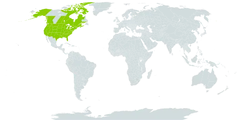 Cicuta maculata world distribution map, present in Canada and United States of America