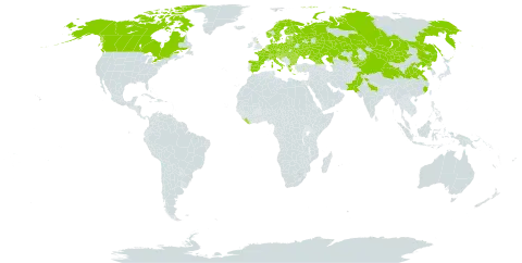 Cicuta virosa world distribution map, present in Austria, Belgium, Bulgaria, Belarus, Canada, Switzerland, China, Czech Republic, Germany, Denmark, Spain, Estonia, Finland, France, United Kingdom of Great Britain and Northern Ireland, Georgia, Greece, Croatia, Hungary, India, Italy, Kazakhstan, Kyrgyzstan, Liberia, Lithuania, Latvia, Moldova (Republic of), Mongolia, Netherlands, Norway, Pakistan, Poland, Korea (Democratic People's Republic of), Romania, Russian Federation, Serbia, Slovakia, Slovenia, Sweden, Ukraine, and United States of America