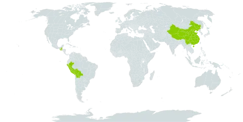 Cinchona calisaya world distribution map, present in Bolivia (Plurinational State of), China, Guatemala, Peru, and United States of America