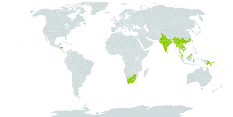 Cinnamomum cassia world distribution map, present in China, Honduras, Indonesia, India, Cambodia, Lao People's Democratic Republic, Sri Lanka, Myanmar, Malaysia, Philippines, Papua New Guinea, Singapore, Thailand, Trinidad and Tobago, Taiwan, Province of China, Viet Nam, and South Africa