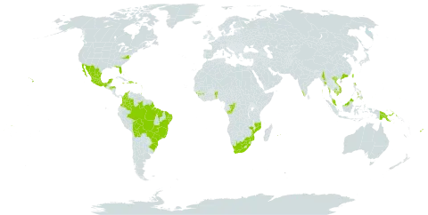 Cinnamomum verum world distribution map, present in American Samoa, Benin, Bolivia (Plurinational State of), Brazil, China, Congo, Cook Islands, Colombia, Dominica, Dominican Republic, Fiji, Micronesia (Federated States of), Guinea, Guadeloupe, Equatorial Guinea, Grenada, Honduras, Haiti, India, Jamaica, Cambodia, Saint Lucia, Sri Lanka, Mexico, Myanmar, Mozambique, Martinique, Mauritius, Malaysia, Nepal, Philippines, Palau, Papua New Guinea, Puerto Rico, Réunion, Sao Tome and Principe, Trinidad and Tobago, Taiwan, Province of China, United States of America, Viet Nam, Samoa, and South Africa