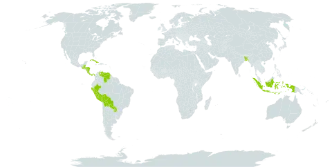 Cipura world distribution map, present in Bangladesh, Belize, Bolivia (Plurinational State of), Costa Rica, Cuba, Dominica, Guatemala, Honduras, Indonesia, Nicaragua, Panama, Peru, Paraguay, and Venezuela (Bolivarian Republic of)