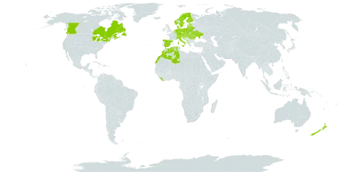 Cirsium palustre world distribution map, present in Albania, Andorra, Austria, Belgium, Bosnia and Herzegovina, Belarus, Canada, Switzerland, Czech Republic, Germany, Denmark, Algeria, Spain, Estonia, Finland, France, United Kingdom of Great Britain and Northern Ireland, Croatia, Hungary, Italy, Liberia, Liechtenstein, Lithuania, Luxembourg, Latvia, Morocco, Moldova (Republic of), Montenegro, Netherlands, Norway, New Zealand, Poland, Portugal, Romania, Russian Federation, Saint Pierre and Miquelon, Serbia, Slovakia, Slovenia, Sweden, Ukraine, and United States of America