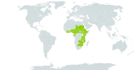 Cissus cornifolia world distribution map, present in Benin, Burkina Faso, Botswana, Central African Republic, Côte d'Ivoire, Cameroon, Ethiopia, Gabon, Ghana, Kenya, Mozambique, Malawi, Nigeria, Sudan, South Sudan, Chad, Togo, Tanzania, United Republic of, Uganda, South Africa, Zambia, and Zimbabwe