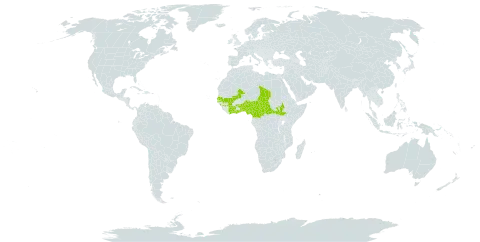 Cissus palmatifida world distribution map, present in Benin, Burkina Faso, Central African Republic, Côte d'Ivoire, Cameroon, Ghana, Guinea, Mali, Nigeria, Senegal, South Sudan, Chad, and Togo