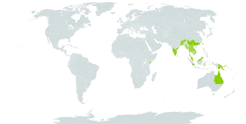 Cissus repens world distribution map, present in Australia, Bangladesh, Bhutan, China, Indonesia, India, Kenya, Cambodia, Lao People's Democratic Republic, Myanmar, Malaysia, Nepal, Philippines, Papua New Guinea, Singapore, Thailand, Taiwan, Province of China, and Viet Nam