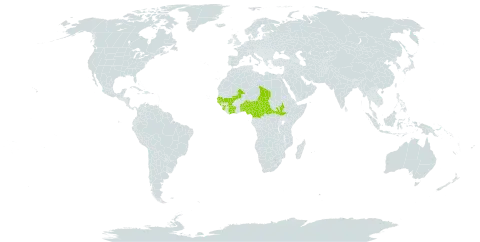 Cissus rufescens world distribution map, present in Benin, Burkina Faso, Central African Republic, Côte d'Ivoire, Cameroon, Guinea, Gambia, Guinea-Bissau, Mali, Nigeria, Senegal, Sierra Leone, South Sudan, Chad, and Togo