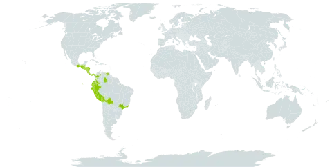 Cissus trianae world distribution map, present in Bolivia (Plurinational State of), Brazil, Colombia, Costa Rica, Ecuador, Guatemala, Honduras, Mexico, Nicaragua, Panama, Peru, El Salvador, and Venezuela (Bolivarian Republic of)