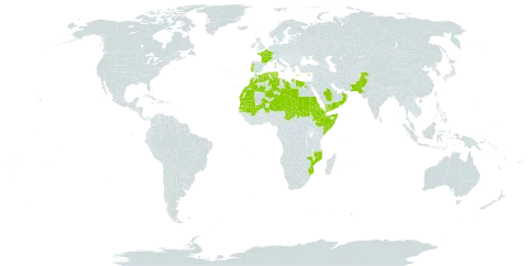 Cistanche phelypaea world distribution map, present in Anguilla, Cabo Verde, Cyprus, Djibouti, Algeria, Egypt, Eritrea, Spain, Ethiopia, France, Greece, Libya, Sri Lanka, Morocco, Mali, Mozambique, Mauritania, Niger, Oman, Pakistan, Portugal, Qatar, Saudi Arabia, Sudan, Senegal, Somalia, Chad, Tunisia, and Yemen