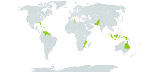 Citharexylum spinosum world distribution map, present in Andorra, Australia, Bahamas, Bermuda, Cuba, Dominica, Fiji, Guyana, Haiti, Indonesia, Jamaica, Mozambique, Pakistan, Panama, Puerto Rico, Suriname, Tunisia, United States of America, and Venezuela (Bolivarian Republic of)