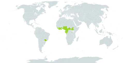 Citropsis articulata world distribution map, present in Burundi, Brazil, Central African Republic, Côte d'Ivoire, Cameroon, Congo, Gabon, Ghana, Guinea, Liberia, Nigeria, Rwanda, Sierra Leone, South Sudan, Togo, and Uganda