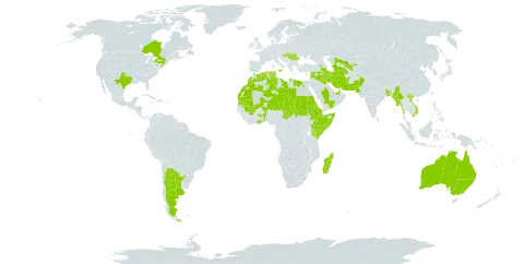 Citrullus colocynthis world distribution map, present in Afghanistan, Anguilla, United Arab Emirates, Argentina, Armenia, Australia, Benin, Burkina Faso, Bangladesh, Canada, Cabo Verde, Cyprus, Algeria, Egypt, Eritrea, Spain, Ethiopia, Fiji, Ghana, Hungary, Iran (Islamic Republic of), Iraq, Israel, Italy, Kenya, Lebanon, Libya, Sri Lanka, Morocco, Madagascar, Maldives, Mali, Myanmar, Mauritania, Niger, Nepal, Pakistan, Qatar, Romania, Saudi Arabia, Sudan, Somalia, Syrian Arab Republic, Chad, Turkmenistan, Tunisia, United States of America, Uzbekistan, Viet Nam, and Yemen