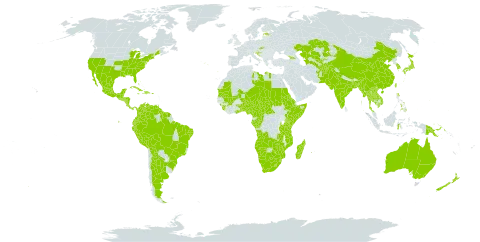 Citrullus lanatus world distribution map, present in Afghanistan, Angola, Argentina, American Samoa, Australia, Benin, Burkina Faso, Bangladesh, Bahamas, Bosnia and Herzegovina, Belize, Bolivia (Plurinational State of), Brazil, Botswana, Central African Republic, China, Cameroon, Congo, Cook Islands, Colombia, Costa Rica, Cuba, Cayman Islands, Dominican Republic, Ecuador, Eritrea, Estonia, Ethiopia, Fiji, Micronesia (Federated States of), Gabon, Georgia, Ghana, Guinea, Gambia, Guatemala, French Guiana, Guam, Guyana, Honduras, Croatia, Haiti, Indonesia, India, Jamaica, Japan, Kazakhstan, Kenya, Cambodia, Kiribati, Korea (Republic of), Lao People's Democratic Republic, Libya, Sri Lanka, Lesotho, Madagascar, Maldives, Mexico, Marshall Islands, North Macedonia, Mali, Myanmar, Northern Mariana Islands, Mozambique, Mauritania, Mauritius, Malawi, Namibia, Niger, Nigeria, Nicaragua, Niue, Nepal, Nauru, New Zealand, Pakistan, Panama, Peru, Philippines, Palau, Papua New Guinea, Puerto Rico, Portugal, Réunion, Sudan, Sierra Leone, El Salvador, Somalia, Suriname, Slovakia, Slovenia, eSwatini, Seychelles, Chad, Togo, Thailand, Tajikistan, Turkmenistan, Trinidad and Tobago, Taiwan, Province of China, Tanzania, United Republic of, Uganda, United States Minor Outlying Islands, United States of America, Uzbekistan, Venezuela (Bolivarian Republic of), Viet Nam, Samoa, South Africa, Zambia, and Zimbabwe