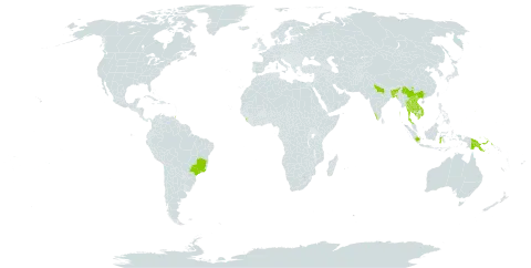 Citrus hystrix world distribution map, present in American Samoa, Bangladesh, Brazil, China, Fiji, Micronesia (Federated States of), Guam, Indonesia, India, Iceland, Cambodia, Lao People's Democratic Republic, Sri Lanka, Myanmar, Northern Mariana Islands, Philippines, Palau, Papua New Guinea, Thailand, Trinidad and Tobago, United States of America, Viet Nam, and Samoa