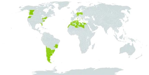 Cladanthus mixtus world distribution map, present in Albania, Argentina, Belgium, Brazil, Canada, Switzerland, Chile, Germany, Algeria, Egypt, Spain, France, United Kingdom of Great Britain and Northern Ireland, Gibraltar, Greece, Israel, Italy, Lebanon, Libya, Morocco, Poland, Portugal, Tunisia, Uruguay, and United States of America