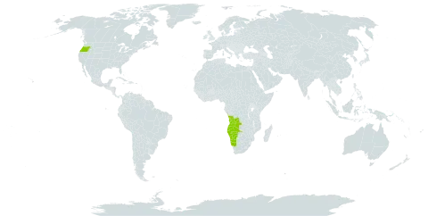 Cladoraphis world distribution map, present in Angola, Namibia, and United States of America