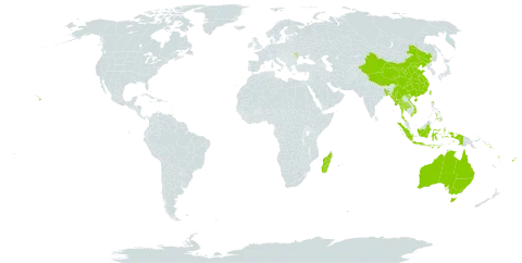 Claoxylon world distribution map, present in Andorra, Australia, Bangladesh, China, Fiji, Indonesia, Moldova (Republic of), Madagascar, Myanmar, Mauritius, Philippines, Réunion, Solomon Islands, Thailand, Tonga, Taiwan, Province of China, United States of America, Viet Nam, Vanuatu, and Samoa