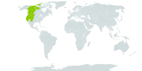 Claytonia megarhiza world distribution map, present in Canada and United States of America