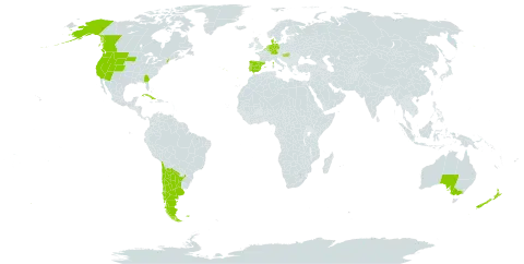 Claytonia perfoliata world distribution map, present in Argentina, Australia, Belgium, Canada, Chile, Cuba, Germany, Denmark, Spain, Falkland Islands (Malvinas), France, United Kingdom of Great Britain and Northern Ireland, Hungary, Luxembourg, Netherlands, New Zealand, Portugal, and United States of America