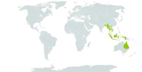 Cleidion javanicum world distribution map, present in Andorra, Australia, Bangladesh, Indonesia, Myanmar, Nepal, Philippines, Solomon Islands, Thailand, Viet Nam, and Vanuatu