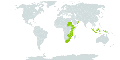 Cleistachne sorghoides world distribution map, present in Burkina Faso, Ethiopia, Indonesia, Kenya, Mozambique, Oman, Sudan, Tanzania, United Republic of, Uganda, South Africa, Zambia, and Zimbabwe