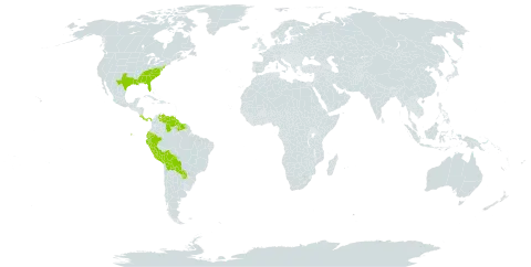 Cleistes world distribution map, present in Bolivia (Plurinational State of), Costa Rica, Ecuador, Guyana, Panama, Peru, Paraguay, Suriname, United States of America, and Venezuela (Bolivarian Republic of)