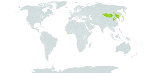 Clematis alpina subsp. ochotensis world distribution map, present in China, Japan, Liberia, Mongolia, Korea (Democratic People's Republic of), and Russian Federation