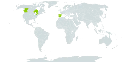 Clematis campaniflora world distribution map, present in Canada, Spain, and Portugal