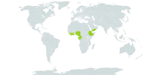 Clematis grandiflora world distribution map, present in Angola, Côte d'Ivoire, Cameroon, Congo, Ethiopia, Gabon, Ghana, Guinea, Equatorial Guinea, Liberia, Nigeria, Rwanda, Sierra Leone, and Yemen