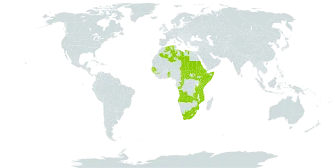 Clematis hirsuta world distribution map, present in Angola, Benin, Burkina Faso, Central African Republic, Congo, Djibouti, Algeria, Eritrea, Ethiopia, Guinea, Guinea-Bissau, Equatorial Guinea, Kenya, Libya, Mozambique, Malawi, Sudan, Senegal, Somalia, South Sudan, Sao Tome and Principe, Chad, Togo, Tanzania, United Republic of, Uganda, South Africa, and Zambia