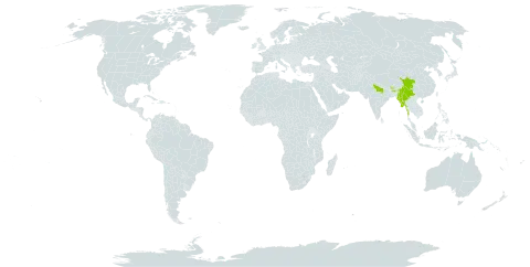 Clematis puberula world distribution map, present in Bhutan, China, India, Myanmar, and Nepal