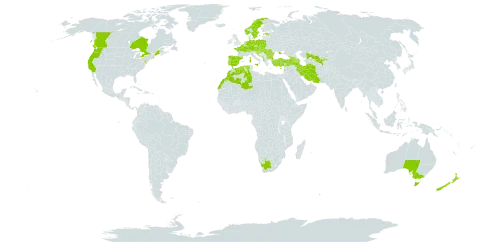 Clematis vitalba world distribution map, present in Albania, Andorra, Armenia, Australia, Austria, Azerbaijan, Belgium, Bulgaria, Bosnia and Herzegovina, Canada, Switzerland, Cyprus, Czech Republic, Germany, Algeria, Spain, Estonia, France, United Kingdom of Great Britain and Northern Ireland, Georgia, Croatia, Hungary, Iran (Islamic Republic of), Italy, Lebanon, Liechtenstein, Luxembourg, Morocco, North Macedonia, Malta, Montenegro, Netherlands, Norway, New Zealand, Poland, Portugal, Romania, Serbia, Slovakia, Slovenia, Sweden, Turkey, Ukraine, United States of America, Uzbekistan, and South Africa